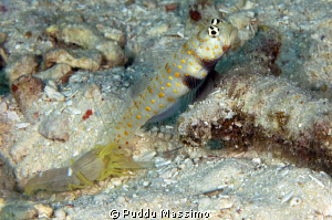"body guard" nikon d2x 105mm macro by Puddu Massimo 